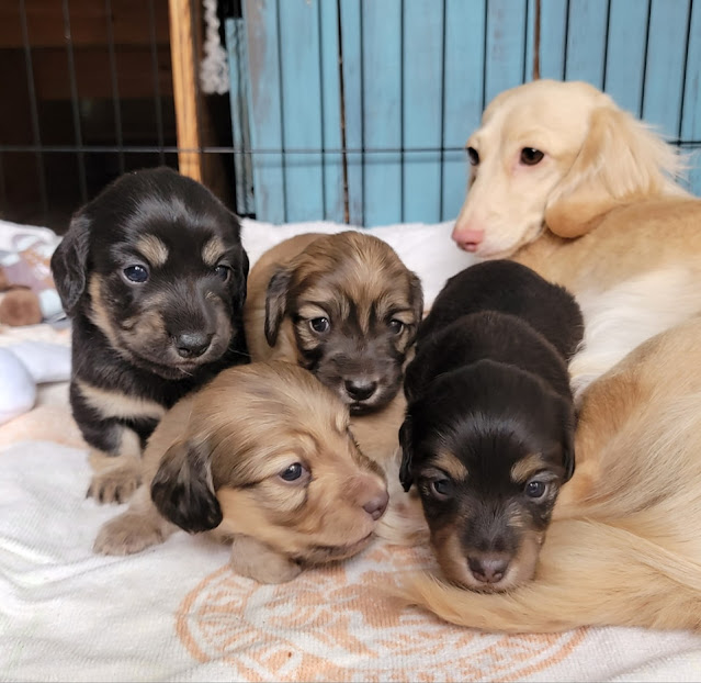 New Puppies. Share NOW. #puppies #dachshunds #baby puppies #eclecticredbarn